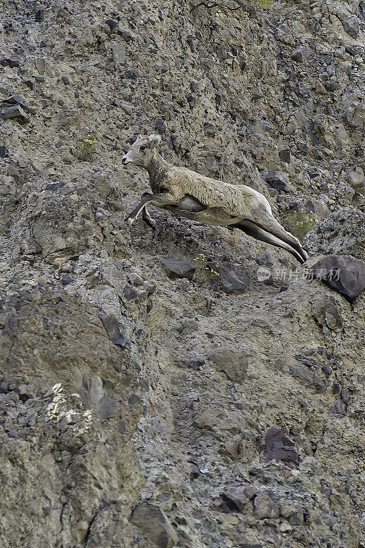 大角羊(Ovis canadensis)是一种原产于北美的绵羊，在怀俄明州的黄石国家公园发现。在几乎垂直的岩壁上行走和跳跃。